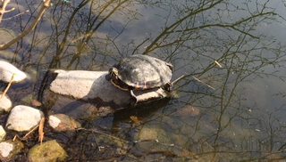 Schildkröte im Eppendorfermoor